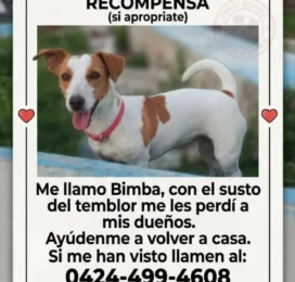 Perro perdido en Yaracuy