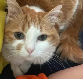 Gato Mestizo perdido en Miranda