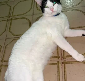 Gato perdido en Miranda