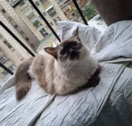 Gato Siamés perdido en Distrito Capital
