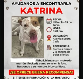 Perro Pitbull perdido en Distrito Capital