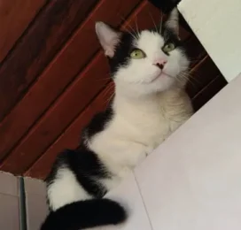Gato perdido en La Guaira