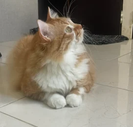 Gato Mestizo perdido en Carabobo