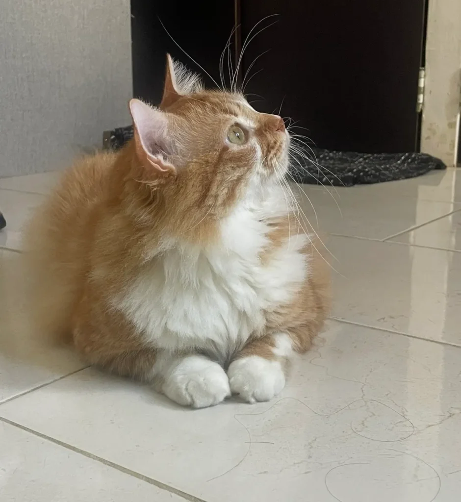 Señor Gato amarillo