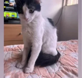 Gato perdido en Distrito Capital