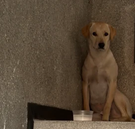 Perro Mestizo encontrado en Distrito Capital