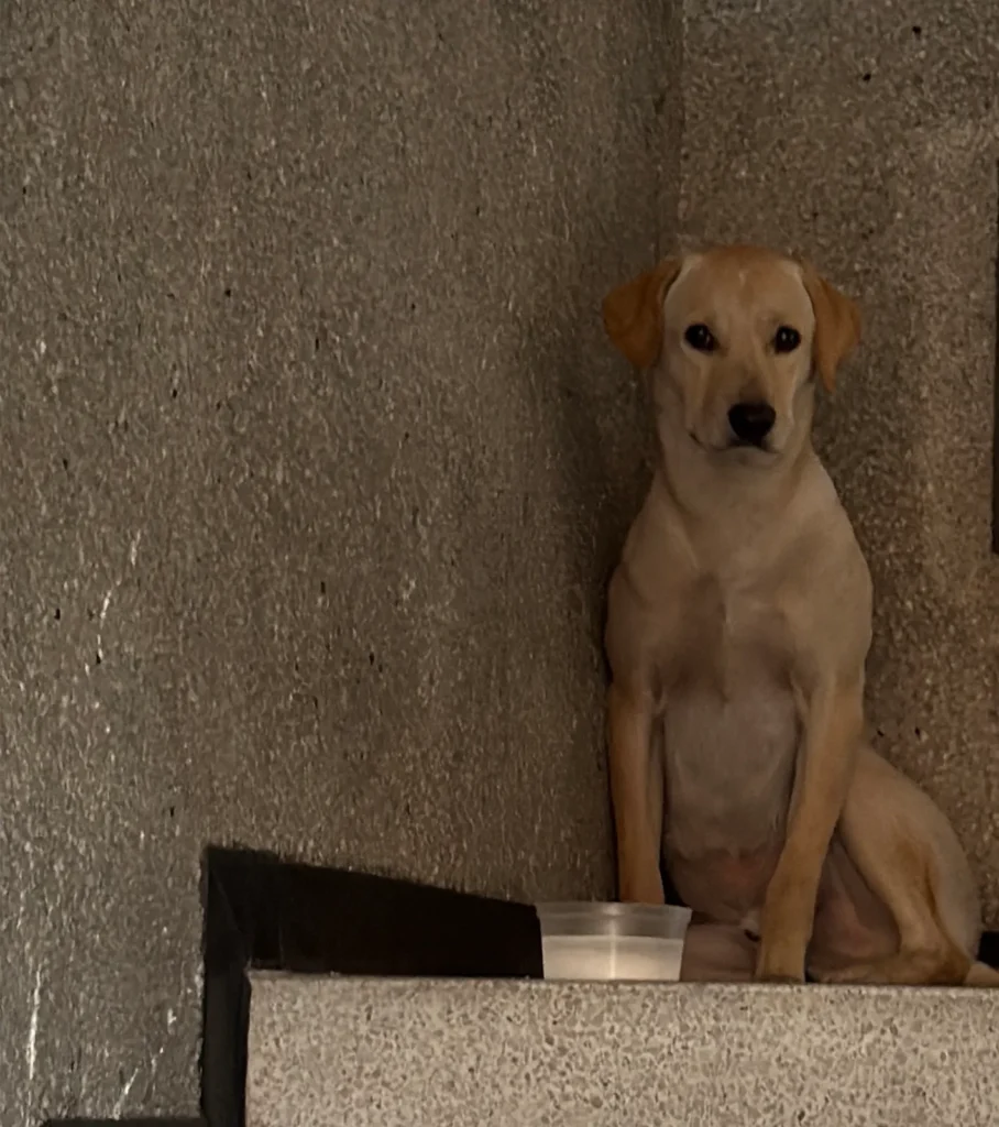 Perro encontrado