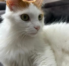 Gato perdido en La Guaira