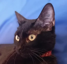 Gato Mestizo perdido en Distrito Capital