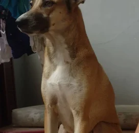 Perro Mestizo perdido en La Guaira