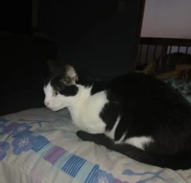 Gato Mestizo perdido en La Guaira