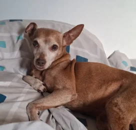 Perro Mestizo perdido en Distrito Capital