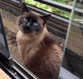 Gato perdido en Distrito Capital
