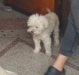 Perro Poodle (Caniche) perdido en Aragua