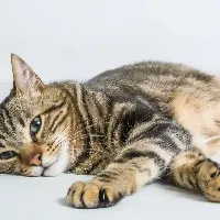 Gato perdido en Miranda