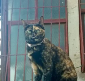 Gato perdido en Distrito Capital