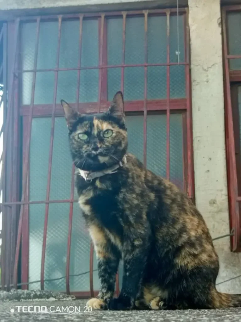 Manchita