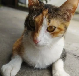 Gato perdido en Distrito Capital