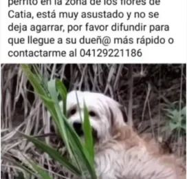 Perro perdido en Distrito Capital