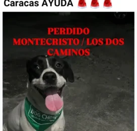 Perro perdido en Miranda