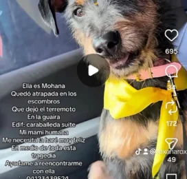 Perro Mestizo perdido en La Guaira