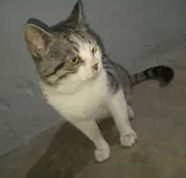 Gato Mestizo perdido en Distrito Capital