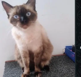 Gato Siamés perdido en Distrito Capital