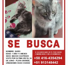 Gato Mestizo perdido en La Guaira