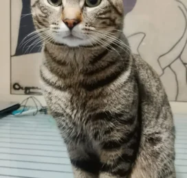 Gato perdido en Distrito Capital