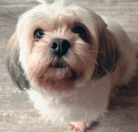 Perro Shih Tzu perdido en La Guaira