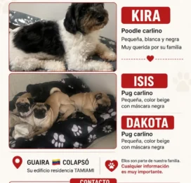 Perro Pug (Carlino) perdido en La Guaira