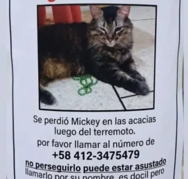 Gato perdido en Carabobo