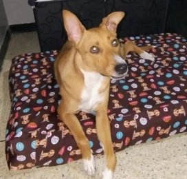 Perro Mestizo perdido en Distrito Capital