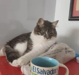 Gato Persian perdido en La Guaira