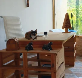 Gato perdido en La Guaira