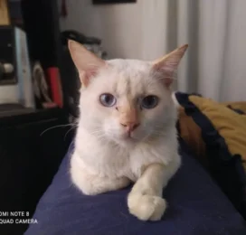 Gato Angora perdido en La Guaira
