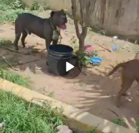 Perro Pitbull encontrado en La Guaira