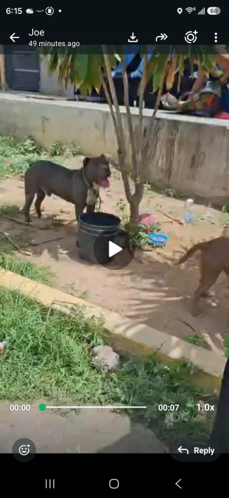 Perro encontrado