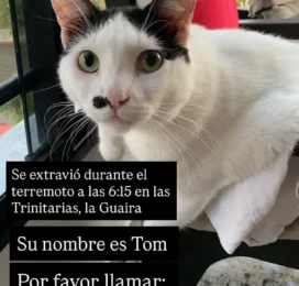 Gato Mestizo perdido en La Guaira