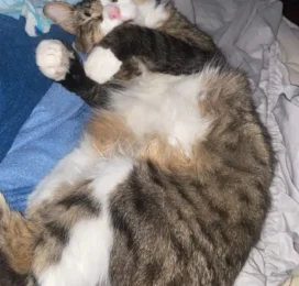 Gato perdido en Miranda