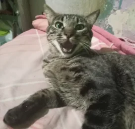 Gato perdido en Distrito Capital