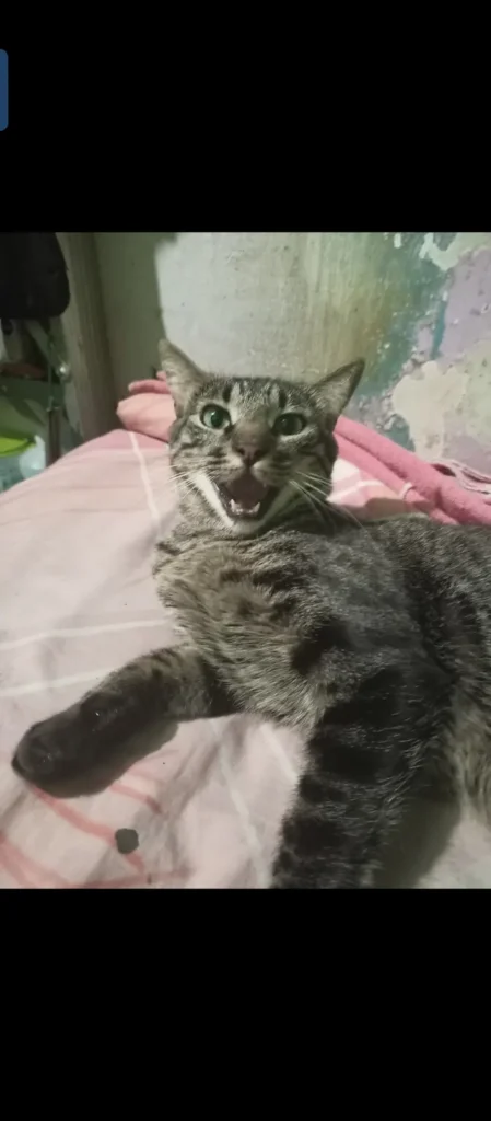 Bipsy Bipsy