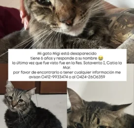 Gato perdido en La Guaira