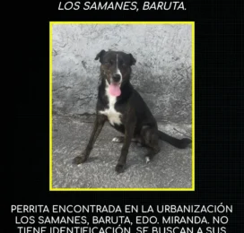 Perro Mestizo encontrado en Miranda