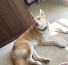 Perro Mestizo perdido en La Guaira