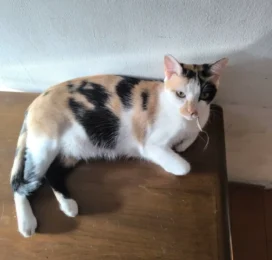 Gato perdido en Carabobo