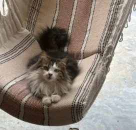 Gato perdido en Miranda