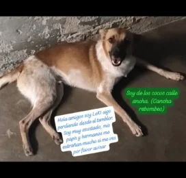 Perro Mestizo perdido en Aragua