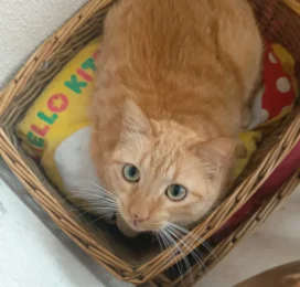Gato perdido en Distrito Capital