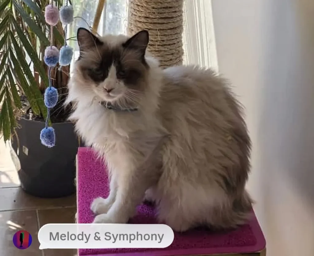 Melody